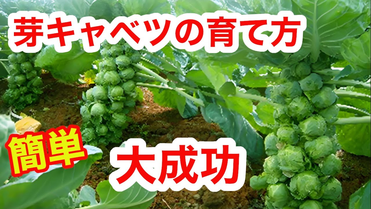 【S】キャスパー②、③、④各1芽、8芽 直流 安定化電源｜ZX-Sシリーズ｜高砂製作所