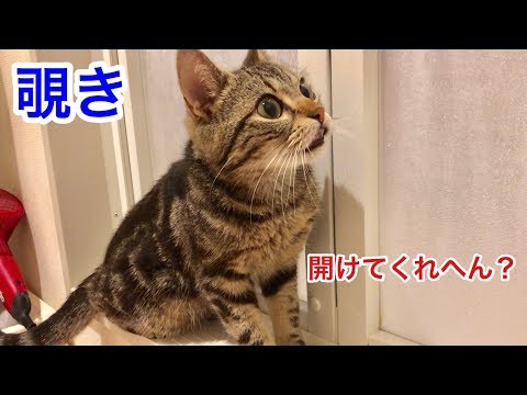 妹の入浴中に平気で覗きに来てしまった猫ｗ  