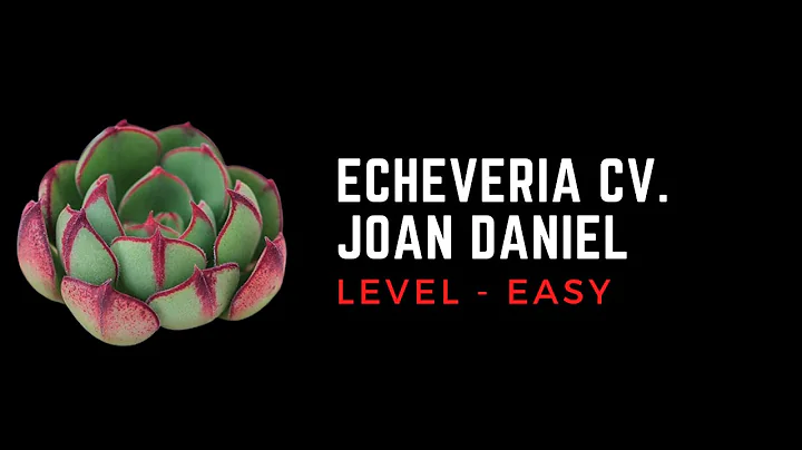 || ECHEVERIA JOAN DANIELS || CARE TIPS ||