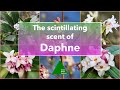 The scintillating scent of ?? Daphne ??