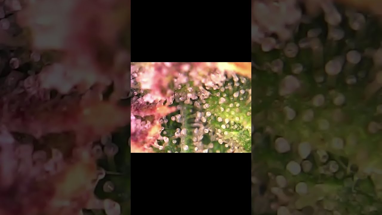 Pest management and checking trichomes for finish