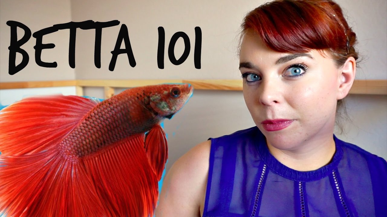 Beta Fish Care 101 - The Savvy Sitter