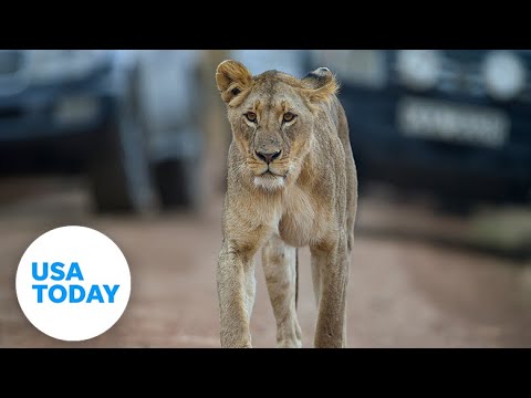 Lions stroll down road bringing traffic to standstill in South Africa | USA TODAY