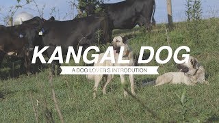 KANGAL: A DOG LOVER'S INTRODUCTION