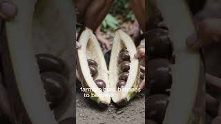 The Banana That Could Disappear Forever 🍌