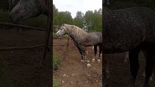#новосибирский #конезавод #ранчо #першерон #лошади