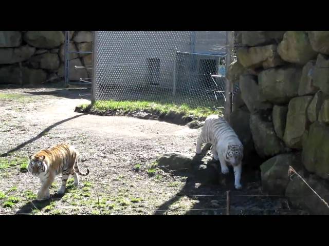 Bengal Tiger  Southwick's Zoo