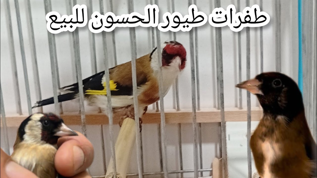 طفرات طيور الحسون للبيع الهاتف 0660535876 مرحبا بكم تحياتي لجميع المتابعين الأوفياء فرجة ممتعة ❤️