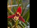 Maxillaria tenuifolia orchid in bloom