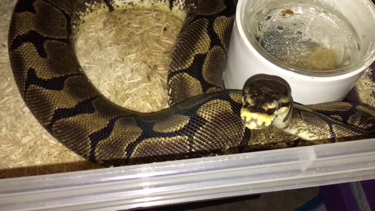 husband birthday ideas Lazarus Was Lazy! And, Banana Daddy! Cold Blooded Ministries Vlog #26