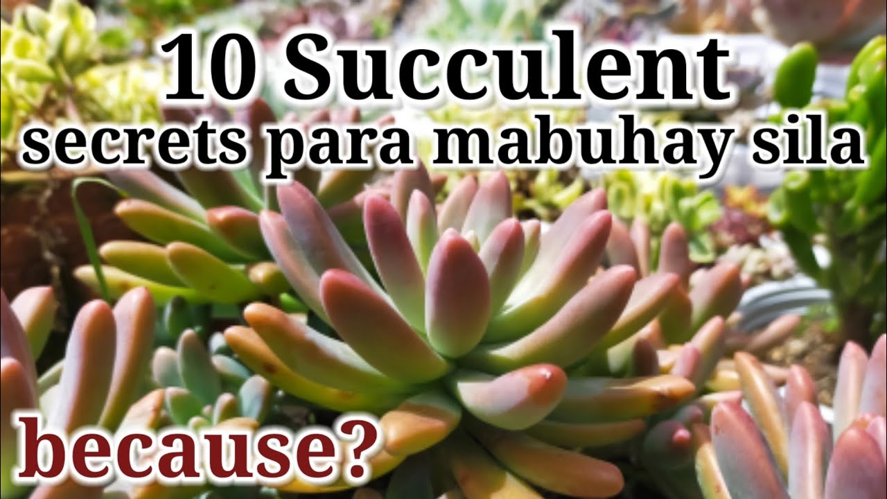 10 Succulent secrets para mabuhay at gumanda sila || Succulent secrets to keep them beautiful