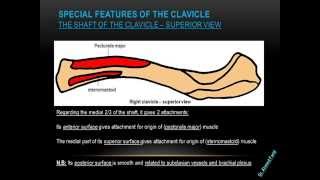 Clavicle - Dr. Ahmed Farid