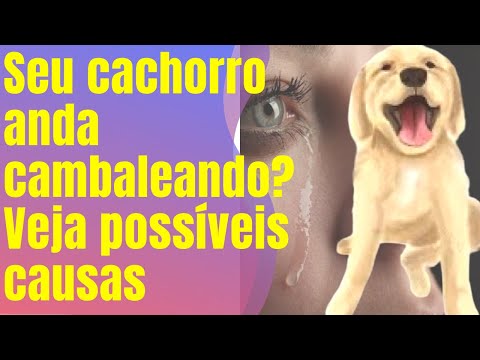 Vídeo: Causas de tremores e letargia em cães e o que fazer