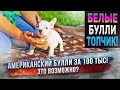 Щенки Американского Булли по доступной цене из Питомника Собак