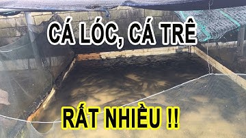 Nghề Nuôi Cá Lóc, Cá Trê Có Khó Không | Trại Cá Phú Yên