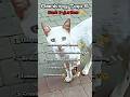 Ranking top 5 cat injuries #ranking #cat #shortsfeed