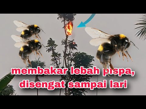 Lari di kejar lebah pespa