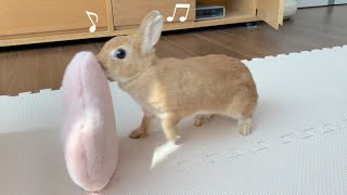 クッションをひっくり返して遊ぶことを覚えたうさぎさん　#1011