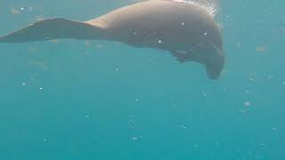 Manatee Sighting #2 - Hol Chan - San Pedro, Belize by AndyBizzzle 16 views 2 years ago 1 minute, 56 seconds