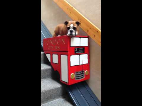 Dog takes the stair lift