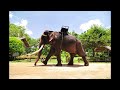 Тайский слон...