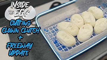 Clown Clutch Cutting | Freeway Hatchling Update | Inside the Egg 5