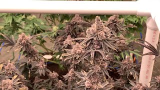 Organic Living Soil Cannabis Garden Update: Harvesting Tropicana Cookies Oni Seeds