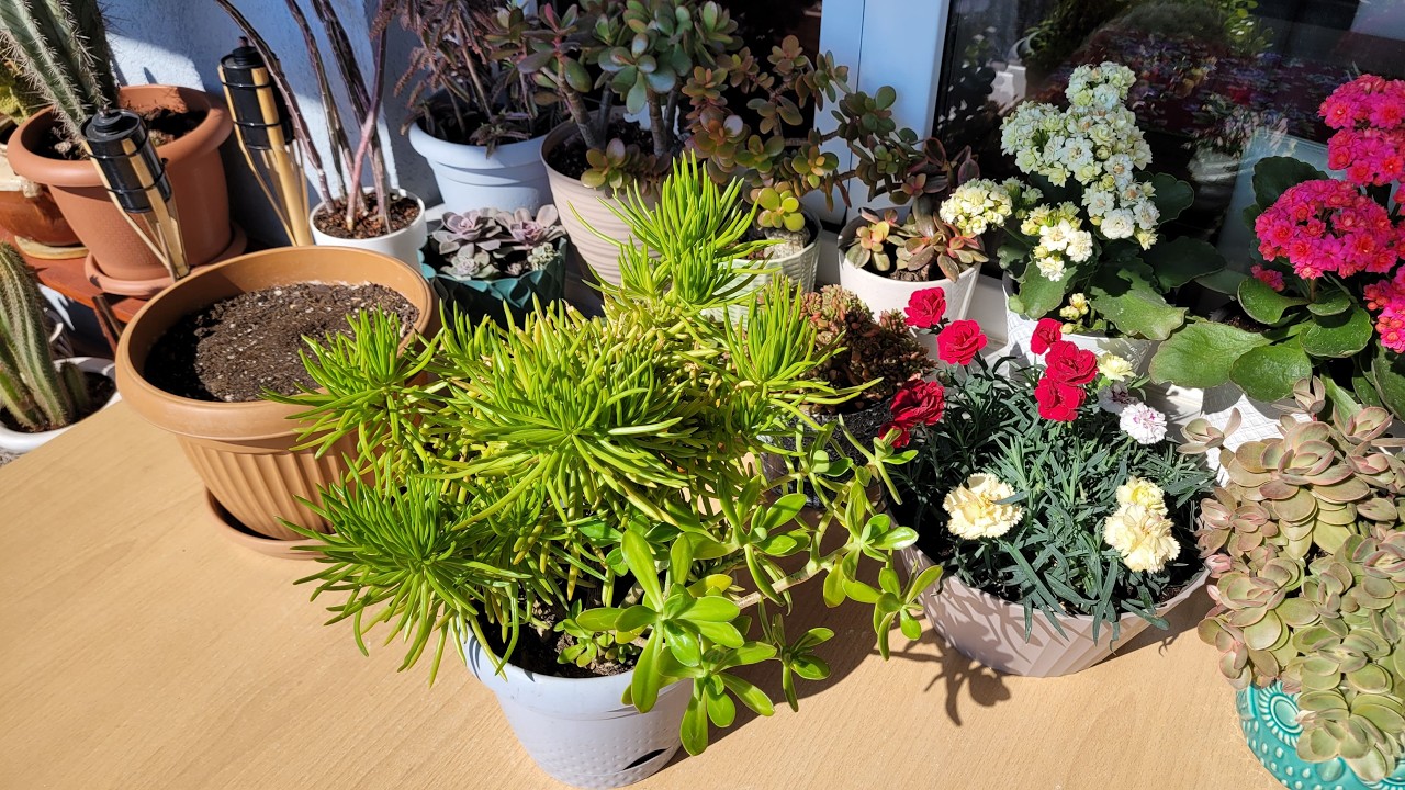 Bahar Bakımları Başladı ( Senecio Himalaya ) Saksı Değişimi