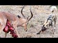 Wild dogs v impala  impala fights back as guts fall out