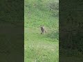 Hyena Encounter In Ndutu Book Your Dream Safari Today Hyena Encounter In Ndutu Book Your Dream Safari Today
