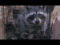 Rabid raccoon discovered in Camden County, NJ