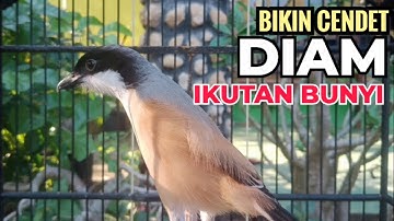suara pancingan CENDET GACOR full variasi isian yang BIKIN CENDET malas bunyi langsung ikutan NYAUT