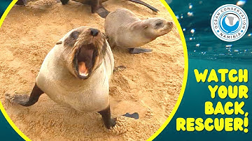 Watch Your Back, Rescuer!