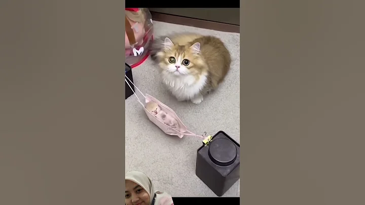 Video 11708331: cats kittens meow kucing, cat funny kitten kucing, baby cats kitten meowing, cat kucing kitten cute, cat cute kitten sleeping