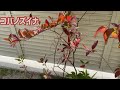 ⛅️10月 コバノズイナ Virginia Sweetspire編 #370 庭の花木と家庭菜園