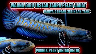channa pulchra BIRU INSTAN tanpa pelet