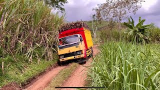 Truck Ragasa muatan berat Tebu sampai rontok di tanjakan sawahan