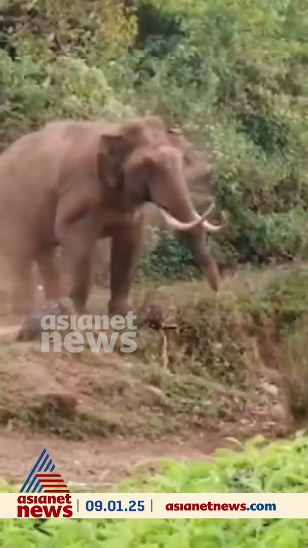 മൂന്നാറിലെ ജനവാസമേഖലയിൽ പടയപ്പയുടെ കലിപ്പ്