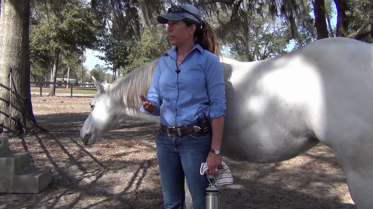Howto Free Lunge Your Horse Correctly YouTube
