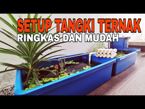 Video: Menambah Invertebrata Air Tawar ke Tank Anda