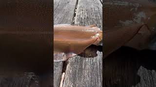 Giant Squid Spotted Chilling on Dock