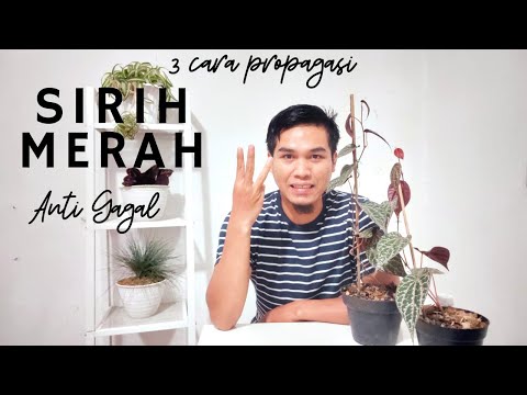 Cara Memperbanyak Pohon Sirih Merah
