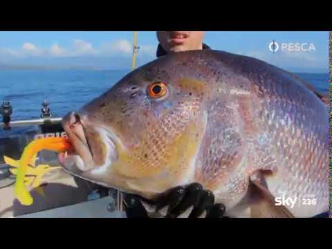 PESCA TV SKY 236 – CLOSE UP: LA VITA DEL DENTICE AL MICROSCOPIO – puntata intera