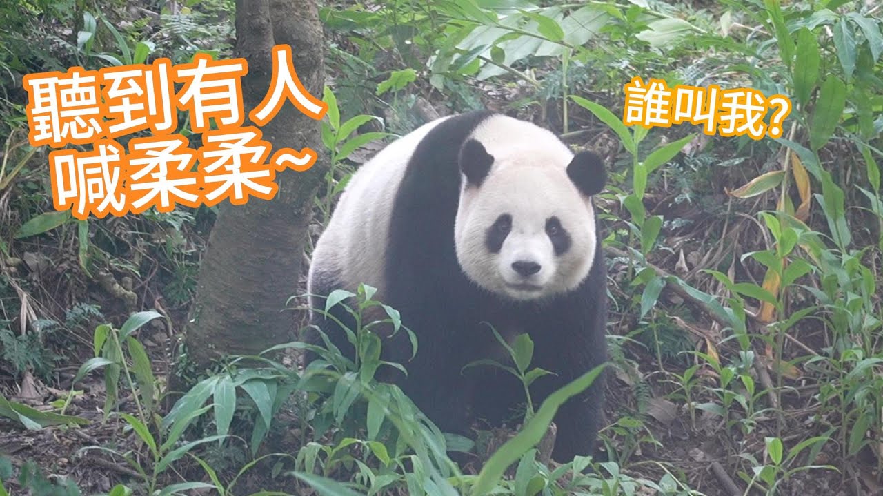 圓寶出外場總是聽到有人大喊柔柔，卻不知道是誰 Yuanbao always hears someone calling her by her nickname, 'Rourou' #panda