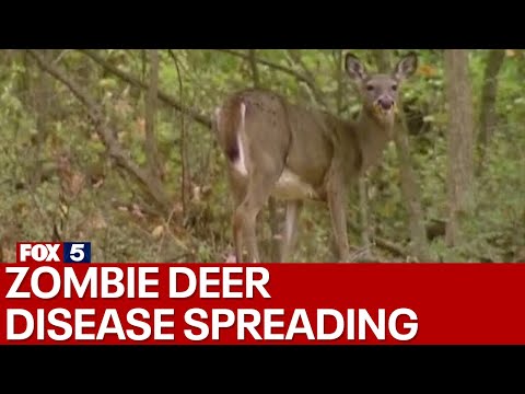 'Zombie' deer disease is spreading