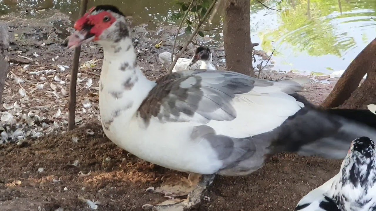 พ่อพันธุ์เป็ดสีเทาอายุระหว่าง 5 - 7 เดือนปีนี้ปี 2020