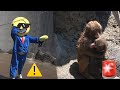 【緊急配信　不審者乱入🐵】突然の不審者襲来に悲鳴が！怯えて寄り添う猿たち❗️