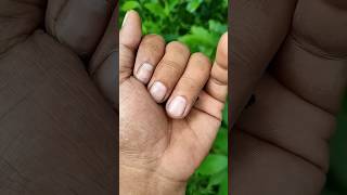Itis the Smaller shiny jewel beetle p