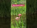 ЖИТЬ НУЖНО В КАЙФ 😎☝️Реальные кадры 😜