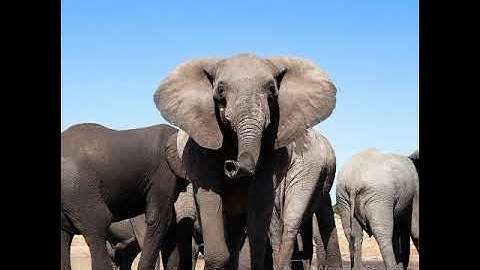 ELEPHANTS LIVE IN FAMILY@DRSKSINGH CHANNEL JAI SHREERAM